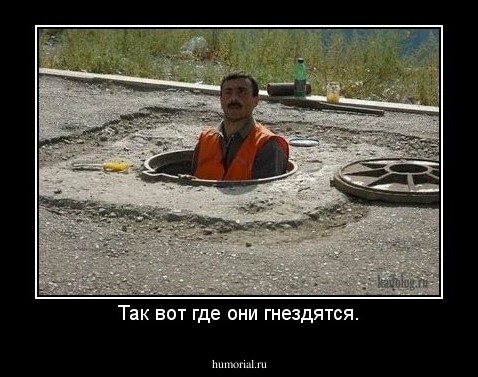 Так вот где они гнездятся.