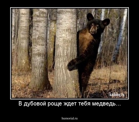 В дубовой роще ждет тебя медведь...