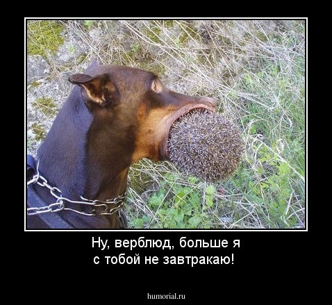 Ну, верблюд, больше я с тобой не завтракаю!