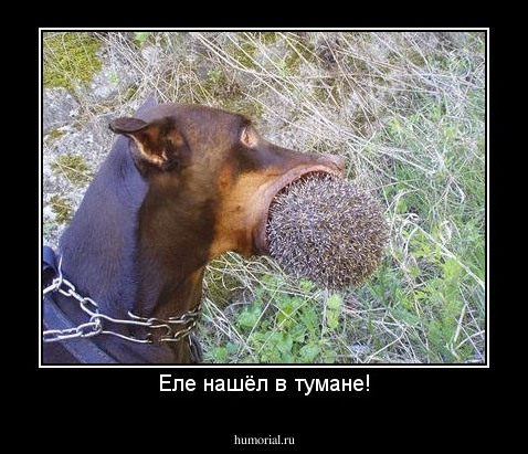 Еле нашёл в тумане!