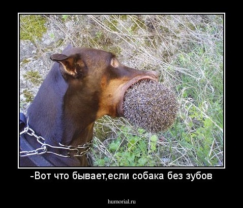 -Вот что бывает,если собака без зубов