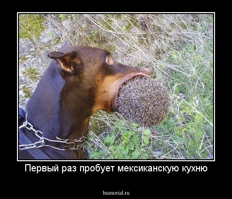 Первый раз пробует мексиканскую кухню