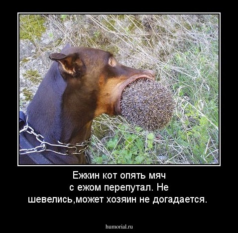 Ежкин кот опять мяч с ежом перепутал. Не шевелись,может хозяин не догадается.