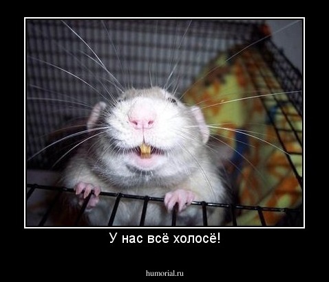 У нас всё холосё!