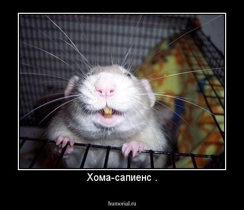 Хома-сапиенс .