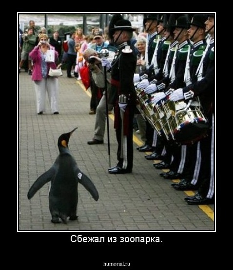 Сбежал из зоопарка.
