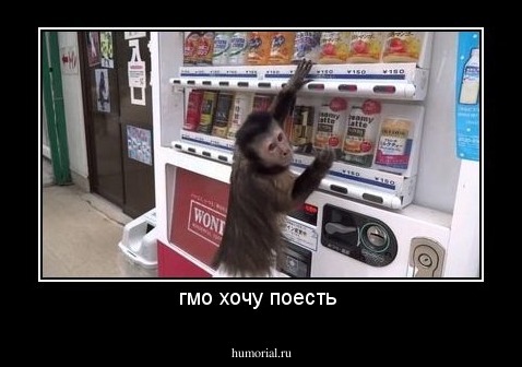 гмо хочу поесть 