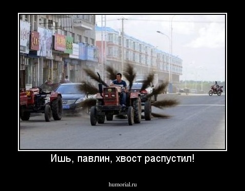 Ишь, павлин, хвост распустил!