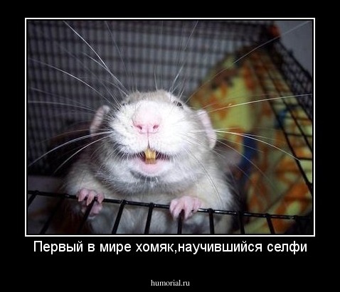 Первый в мире хомяк,научившийся селфи