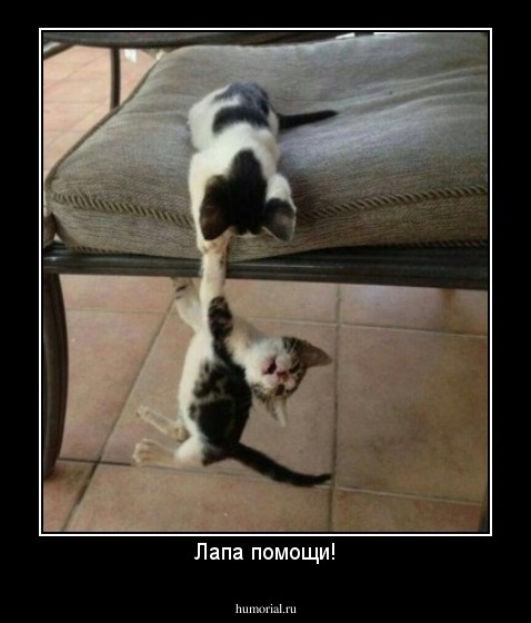 Лапа помощи!