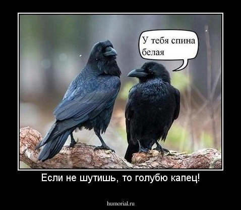 Если не шутишь, то голубю капец!