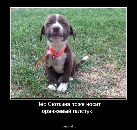 Пёс Сюткина тоже носит оранжевый галстук.