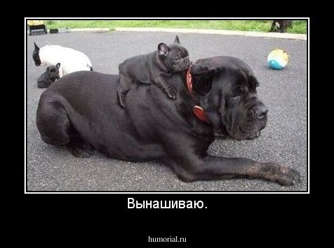 Вынашиваю.