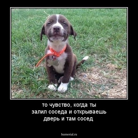 то чувство, когда ты залил соседа  и открываешь дверь и там сосед 