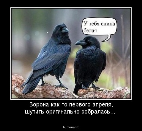 Ворона как-то первого апреля, шутить оригинально собралась...