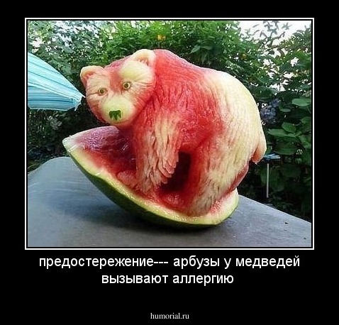 предостережение--- арбузы у медведей вызывают аллергию 