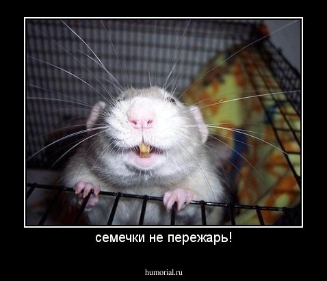 семечки не пережарь!