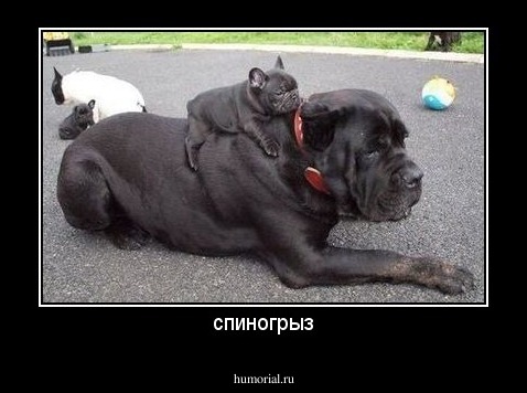 спиногрыз