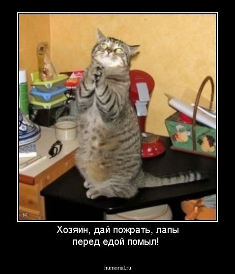 Хозяин, дай пожрать, лапы перед едой помыл!