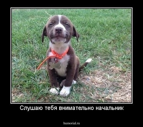 Слушаю тебя внимательно начальник