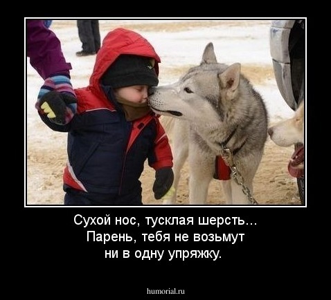 Сухой нос, тусклая шерсть... Парень, тебя не возьмут ни в одну упряжку. 