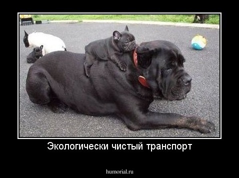 Экологически чистый транспорт