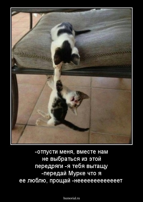 -отпусти меня, вместе нам не выбраться из этой передряги
-я тебя вытащу
-передай Мурке что я ее люблю, прощай
-нееееееееееееет
