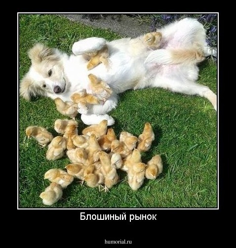 Блошиный рынок