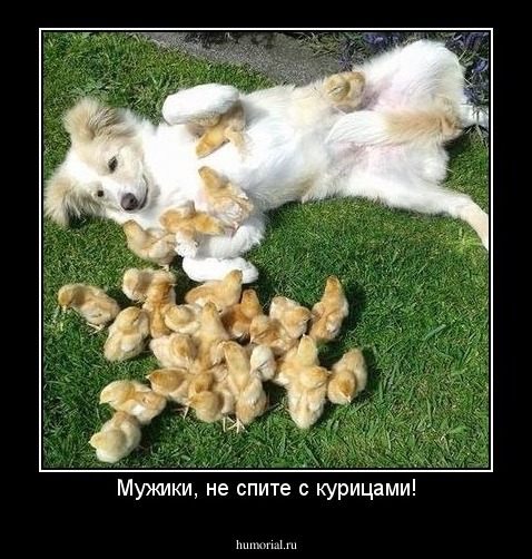 Мужики, не спите с курицами!