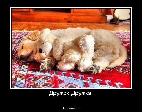 Дружок Дружка.