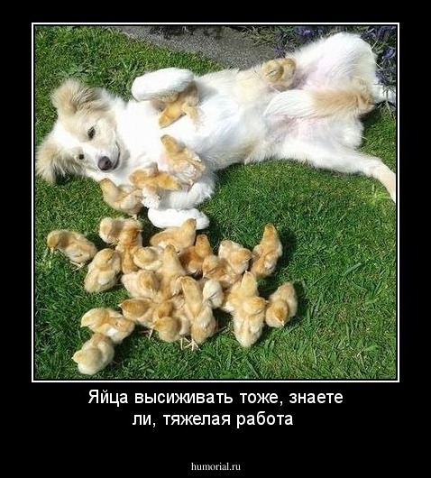 Яйца высиживать тоже, знаете ли, тяжелая работа