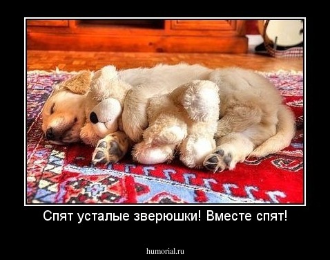 Спят усталые зверюшки! Вместе спят!