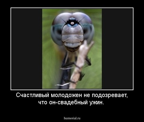 Счастливый молодожен не подозревает, что он-свадебный ужин.