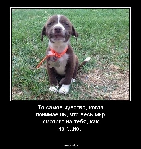 То самое чувство, когда понимаешь, что весь мир смотрит на тебя, как на г...но.