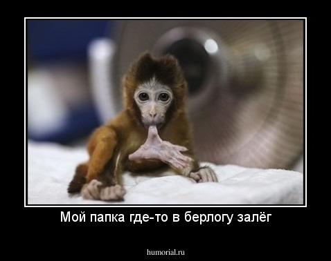 Мой папка где-то в берлогу залёг