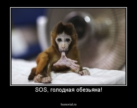 SOS, голодная обезьяна!