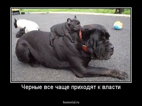 Черные все чаще приходят к власти