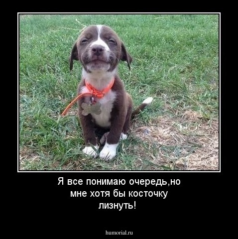 Я все понимаю очередь,но мне хотя бы косточку лизнуть!