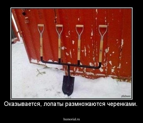 Оказывается, лопаты размножаются черенками.