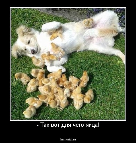 - Так вот для чего яйца!