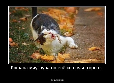 Кошара мяукнула во всё кошачье горло...