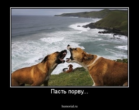 Пасть порву...