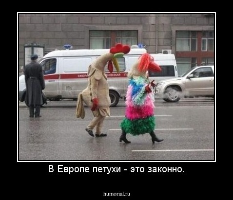 В Европе петухи - это законно.