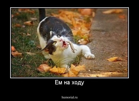 Ем на ходу
