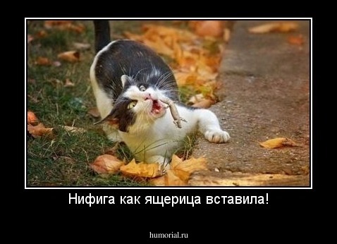 Нифига как ящерица вставила!