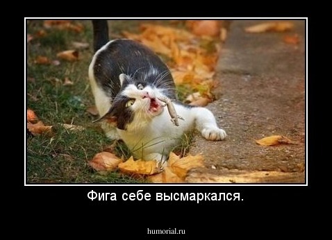 Фига себе высмаркался.