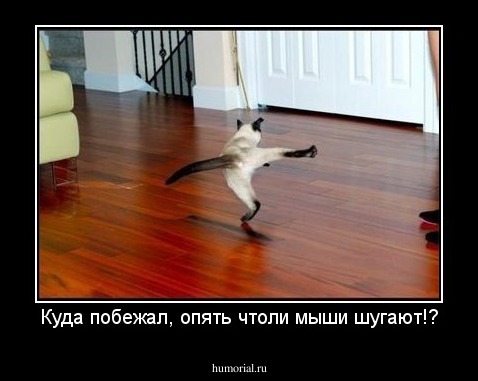 Куда побежал, опять чтоли мыши шугают!?