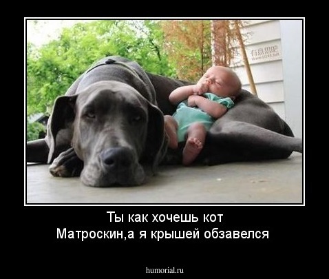 Ты как хочешь кот Матроскин,а я крышей обзавелся