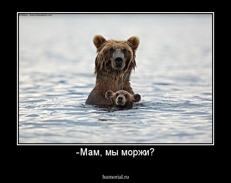 -Мам, мы моржи?