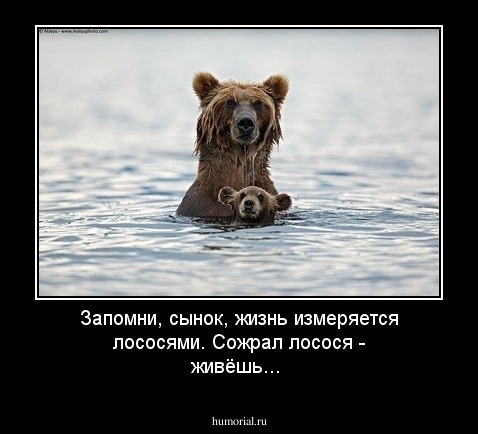 Запомни, сынок, жизнь измеряется лососями. Сожрал лосося - живёшь...